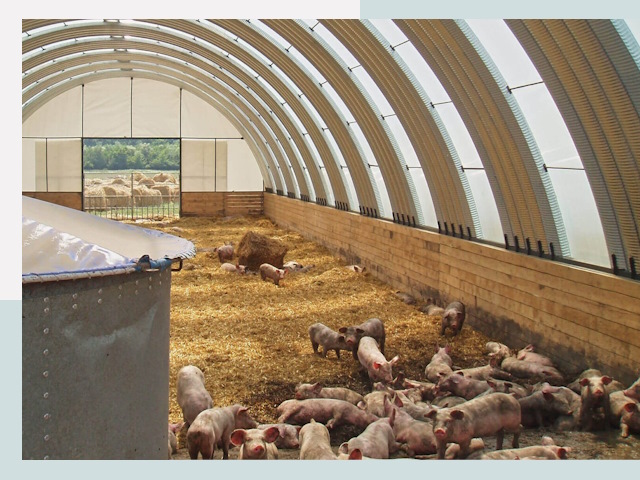 Строительство свинарников в Магнитогорске